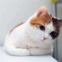 Image result for Gambar Wallpaper Kucing