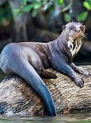 Image result for Giant Sea Otter Size