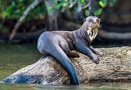 Image result for Large Otter