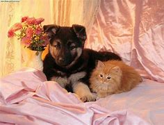 Image result for Cool Dog and Cool Cat