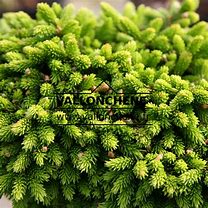 Picea orientalis Prof. Langner 的图像结果