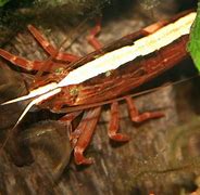 Image result for Freshwater Shrimp for Aquariums