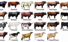 Image result for Cattle Names