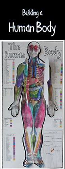 Image result for Human Body Systems Project