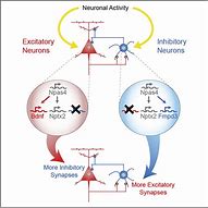 Image result for Inhibitory Neuron