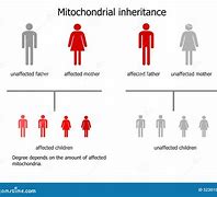 Image result for choroby_mitochondrialne