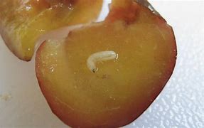 Image result for Apple Maggot Larvae
