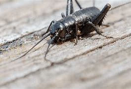 Image result for Crickets with Free Forms