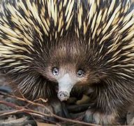 Image result for Face of Echidna