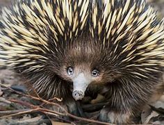Image result for Echidna Mythical Creature