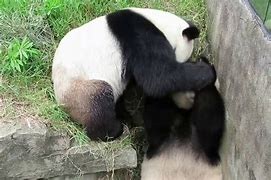 Image result for Panda Fight
