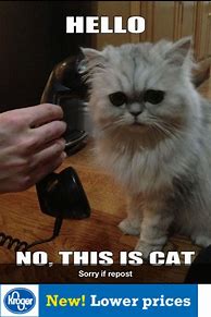 Image result for Cat Cell Phone Meme