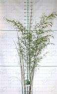 Image result for Phyllostachys nigra (A) 150/200, p30, 3-5T