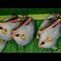 Image result for Albino Vampire Bat