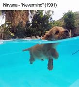 Image result for Perro Mass Meme