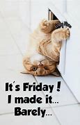 Image result for TGIF Cat