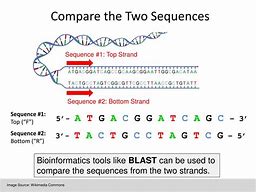 Image result for Complementary DNA Sequence