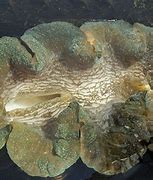 Image result for Ocean Clam Shell