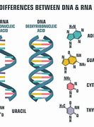 Image result for The Difference Between DNA and RNA