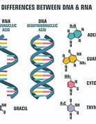 Image result for DNA vs RNA