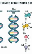 Image result for RNA vs DNA-based Virus