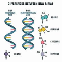 Image result for DNA vs RNA Amino Accids