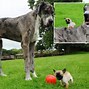Image result for The Biggest Dog in the World vs a Human