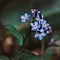 Image result for Forget Me Not
