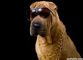 Image result for Big Dog Gangsta