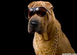 Image result for American Gangster Dog