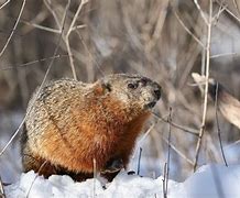 Image result for Winter Groundhog