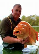 Image result for Giant Goldfish