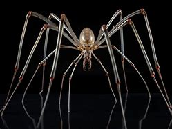 Image result for Biggest Spider Ever Recorde E