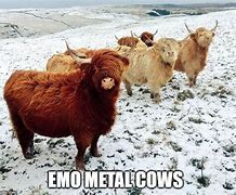 Image result for Cow Rock Meme