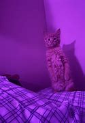 Image result for Baby Cat Aesthetic