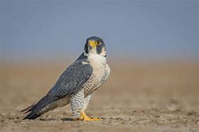 Image result for Falco peregrinus