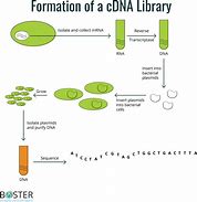 Image result for cDNA Clip Art