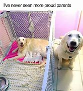 Image result for healthy dogs meme love