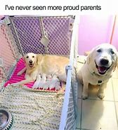 Image result for Who's Awesome Dog Meme