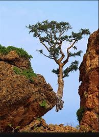 Image result for Amazing Mother Nature Tree