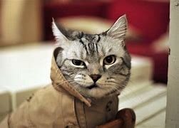 Image result for Funny Cat Wallpaper