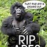 Image result for Funny Ape Picutre