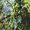 Image result for Curly Leaf Tree