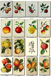 Image result for Antique Apple Varieties