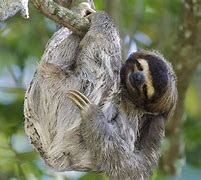 Image result for Sinister Sloth