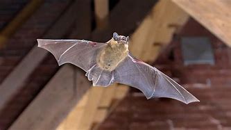 Image result for Bats in the Attic UK