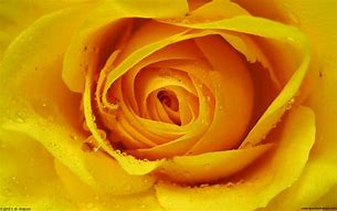 Image result for Smartwatch Golden Rose