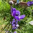 Image result for Echinacea purpurea JS Purple Prairie