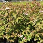 Image result for Viburnum sargentii Onondaga