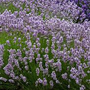 Image result for Lavandula angustifolia Miss Katherine ®